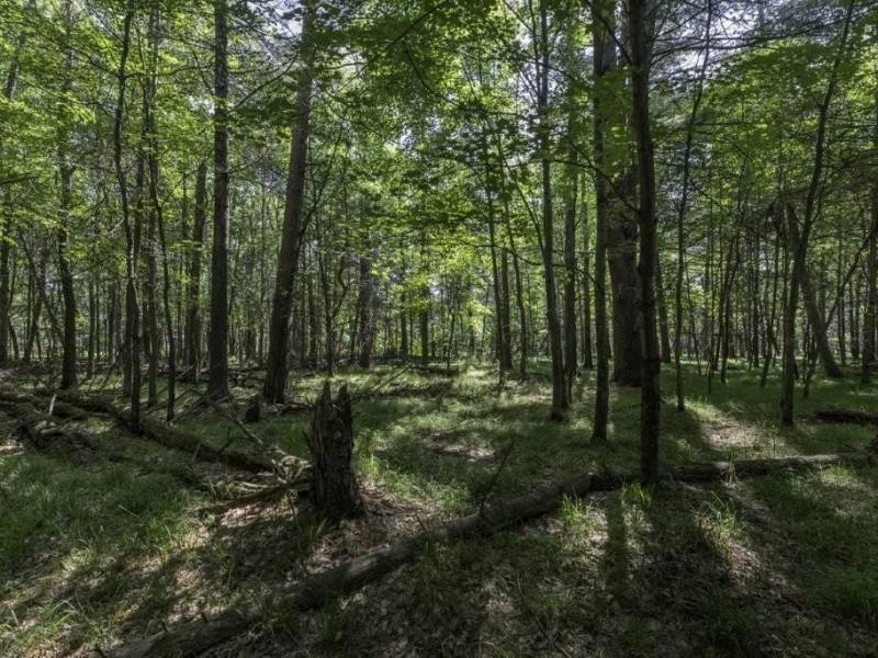 Lots 1-8 Pine Cone Lane, , Woodruff,  WI 54568 United States