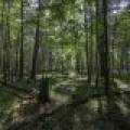 Lots 1-8 Pine Cone Lane, , Woodruff,  WI 54568 United States