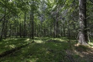 Lots 1-8 Pine Cone Lane, , Woodruff,  WI 54568 United States