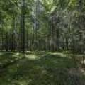 Lots 1-8 Pine Cone Lane, , Woodruff,  WI 54568 United States