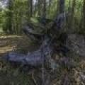 Lots 1-8 Pine Cone Lane, , Woodruff,  WI 54568 United States