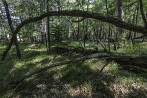 Lots 1-8 Pine Cone Lane, , Woodruff,  WI 54568 United States