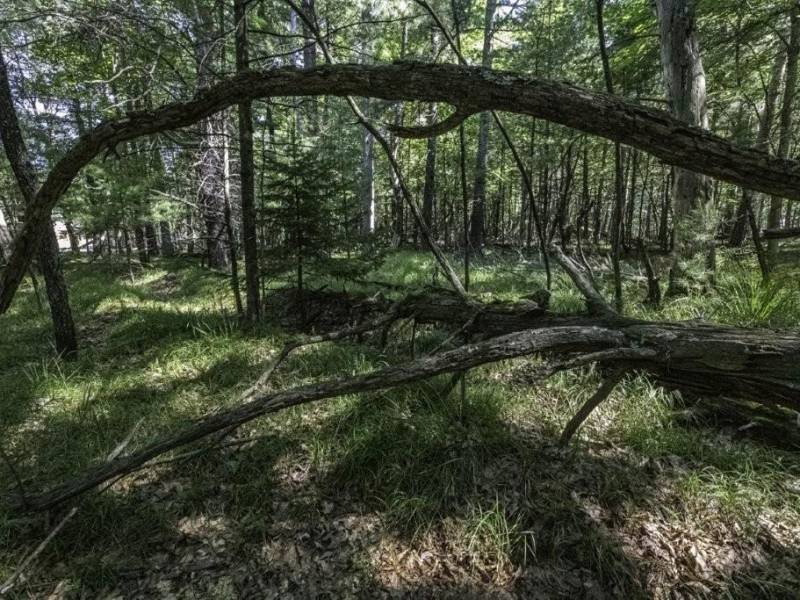 Lots 1-8 Pine Cone Lane, , Woodruff,  WI 54568 United States