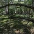 Lots 1-8 Pine Cone Lane, , Woodruff,  WI 54568 United States