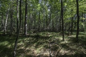 Lots 1-8 Pine Cone Lane, , Woodruff,  WI 54568 United States