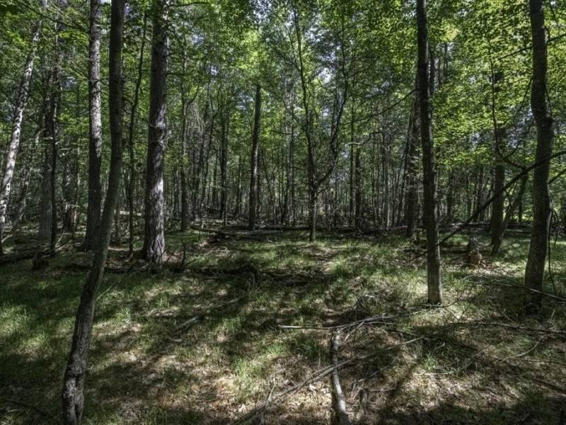 Lots 1-8 Pine Cone Lane, , Woodruff,  WI 54568 United States