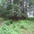 Lots 1 & 2 Arbor Ln, , Lac du Flambeau,  WI 54538 United States