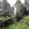 12625 E. Village Rd, , Little Rice,  WI 54564 United States