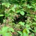 12625 E. Village Rd, , Little Rice,  WI 54564 United States