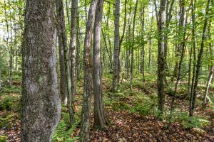12ac Off Lakeshore Dr., , Bessemer,  MI 49911 United States