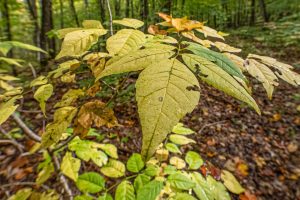 12ac Off Lakeshore Dr., , Bessemer,  MI 49911 United States