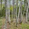15042 Lakeview Rd, , Three Lakes,  WI 54562 United States