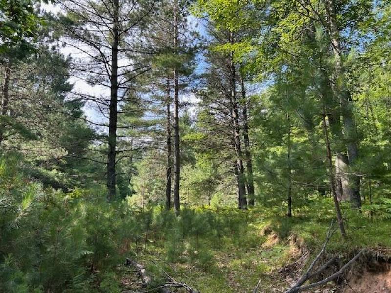 161 Zeman Rd, , Cloverland,  WI 54521 United States