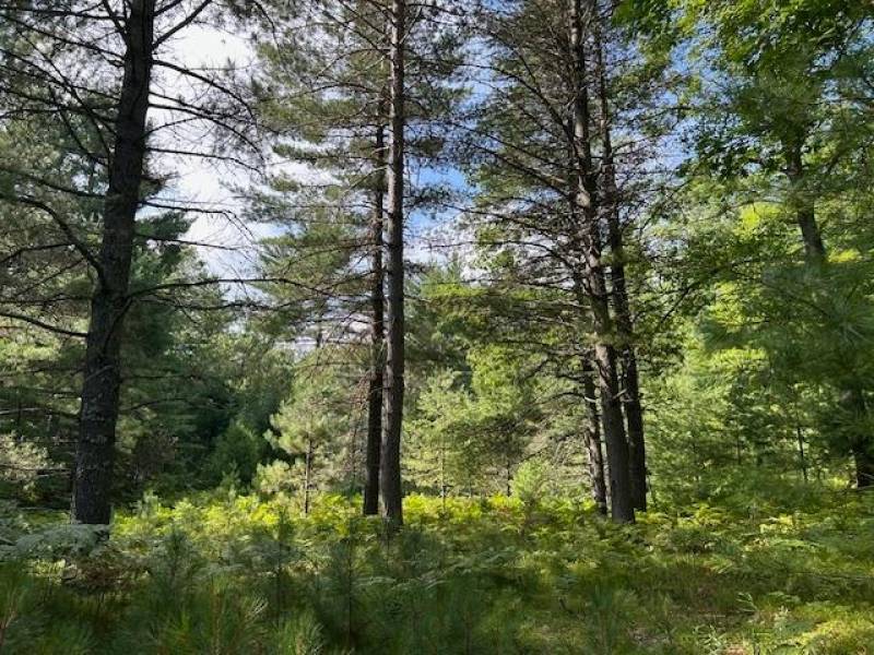 161 Zeman Rd, , Cloverland,  WI 54521 United States