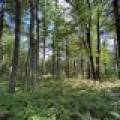 161 Zeman Rd, , Cloverland,  WI 54521 United States