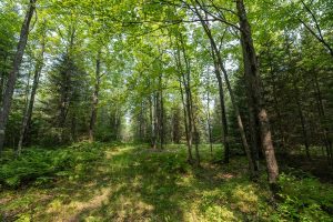 5010 US HWY 45, , Three Lakes,  WI 54562 United States