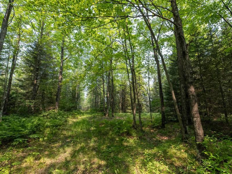 5010 US HWY 45, , Three Lakes,  WI 54562 United States