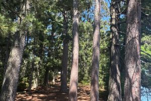 553 Reed Rd, , Three Lakes,  WI 54562 United States