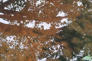 4 Misty River Ln, , Crescent,  WI 54501 United States