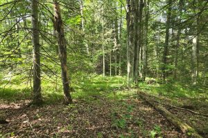 4 Misty River Ln, , Crescent,  WI 54501 United States