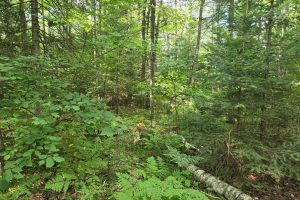 4 Misty River Ln, , Crescent,  WI 54501 United States
