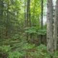 4 Misty River Ln, , Crescent,  WI 54501 United States