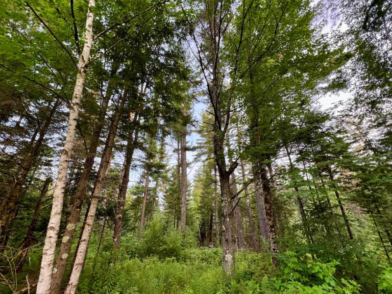 N10438 Jones Rd, , Tomahawk,  WI 54487 United States