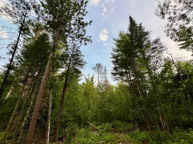 N10438 Jones Rd, , Tomahawk,  WI 54487 United States