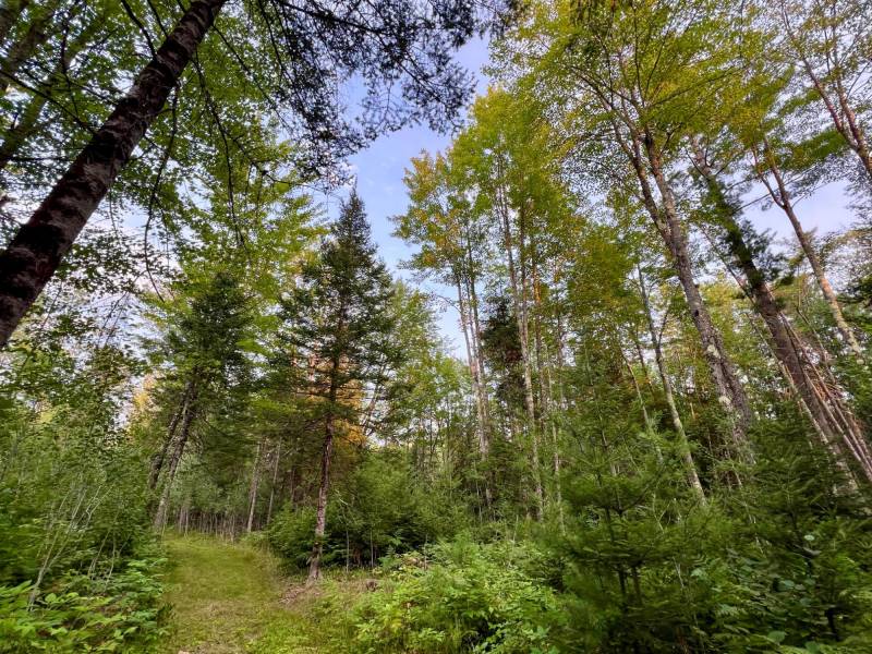 N10438 Jones Rd, , Tomahawk,  WI 54487 United States