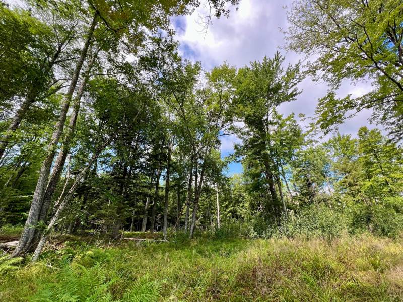 N1837 Hilmar Olson Rd, , Spirit,  WI 54459 United States