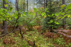 Loon Lake Rd, , Eagle River,  WI 54521 United States