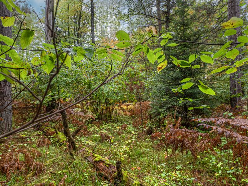 Loon Lake Rd, , Eagle River,  WI 54521 United States