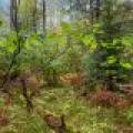 Loon Lake Rd, , Eagle River,  WI 54521 United States