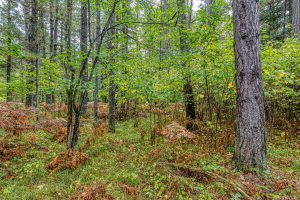 Loon Lake Rd, , Eagle River,  WI 54521 United States