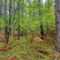 Loon Lake Rd, , Eagle River,  WI 54521 United States