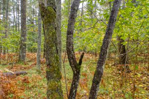 Loon Lake Rd, , Eagle River,  WI 54521 United States