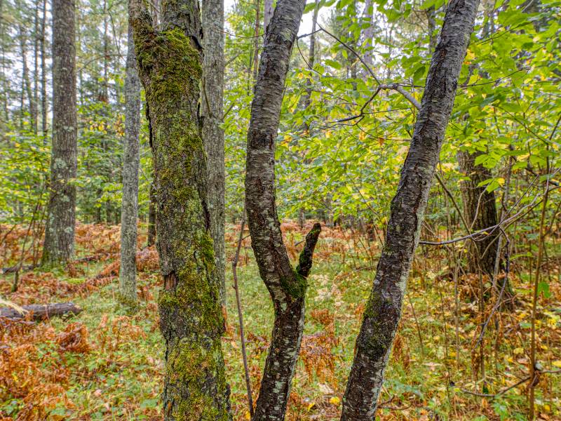 Loon Lake Rd, , Eagle River,  WI 54521 United States