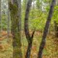 Loon Lake Rd, , Eagle River,  WI 54521 United States