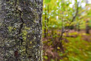 Loon Lake Rd, , Eagle River,  WI 54521 United States