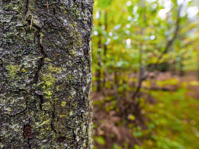 Loon Lake Rd, , Eagle River,  WI 54521 United States