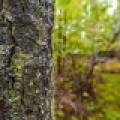Loon Lake Rd, , Eagle River,  WI 54521 United States