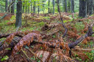 Loon Lake Rd, , Eagle River,  WI 54521 United States
