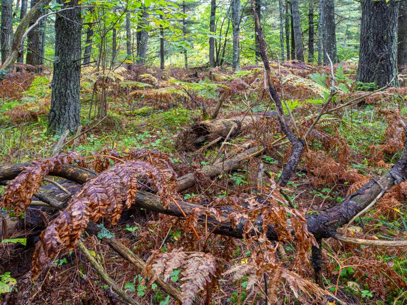 Loon Lake Rd, , Eagle River,  WI 54521 United States