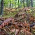 Loon Lake Rd, , Eagle River,  WI 54521 United States