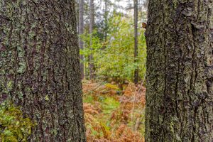 Loon Lake Rd, , Eagle River,  WI 54521 United States