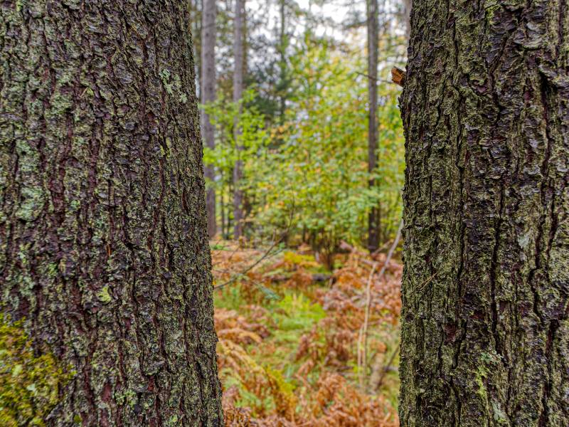 Loon Lake Rd, , Eagle River,  WI 54521 United States