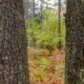 Loon Lake Rd, , Eagle River,  WI 54521 United States