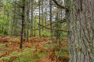 Loon Lake Rd, , Eagle River,  WI 54521 United States