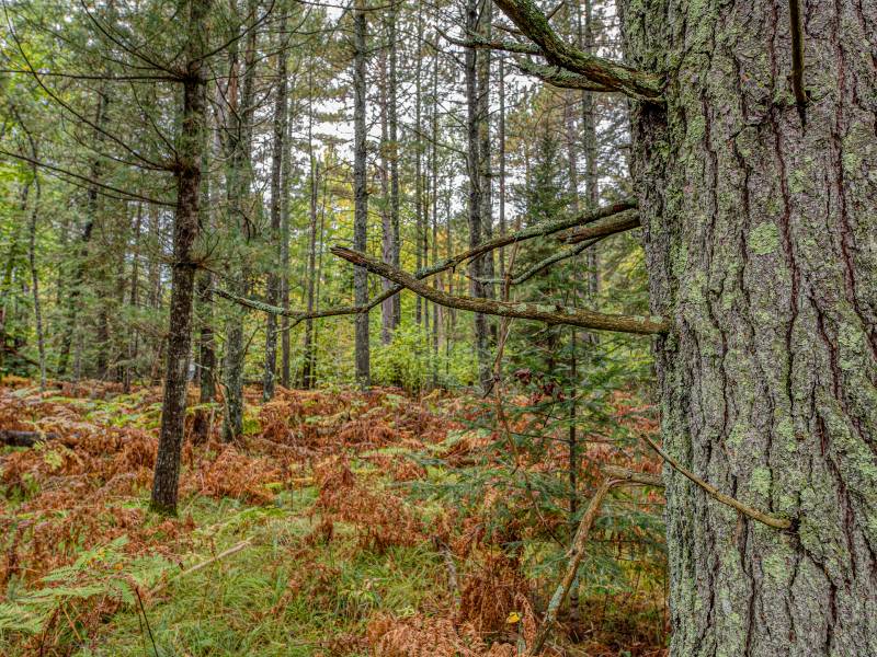 Loon Lake Rd, , Eagle River,  WI 54521 United States