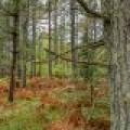 Loon Lake Rd, , Eagle River,  WI 54521 United States
